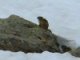 Nos rencontres : Les marmottes